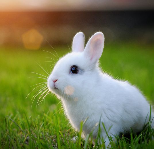 Rabbits Rescue